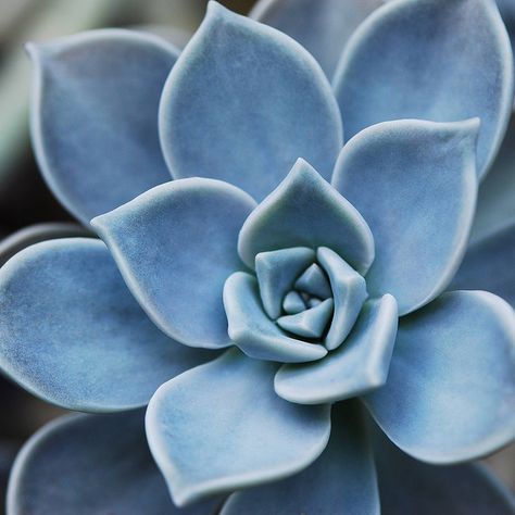 succulent Succulent Wallpaper, New Old House, Decorating Garden, Garden Interior Design, Succulents Wallpaper, Succulent Photography, Succulent Painting, Blue Succulents, Garden Interior