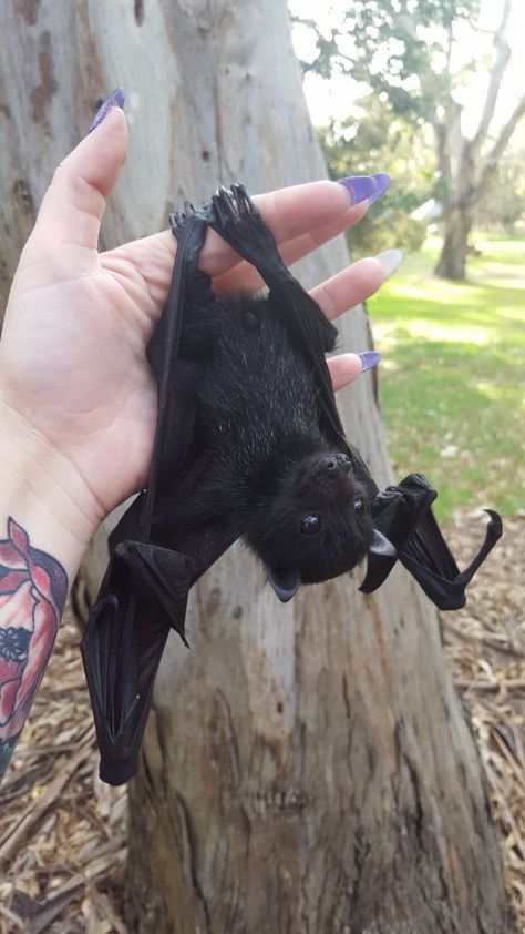 Animals Tattoo, Fruit Bat, Baby Bats, Cute Bat, Pretty Animals, Black Bat, Silly Animals, Cute Fox, Cute Creatures