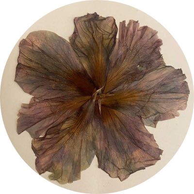 Earthy Asethic, Brown Flowers Aesthetic, Brown Aesthetic Pfp, Dried Flowers Aesthetic, Flower Pfp, Brown Moodboard, Saint Agatha, العصور الوسطى, Mount Etna