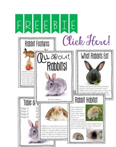 Free rabbit informational text! Rabbit Habitat School Project, Rabbit Classroom Theme, Rabbit Activities, Pet Care Printables, Rabbit Habitat, Easter Classroom, Animal Report, Animal Learning, Kindergarten Skills