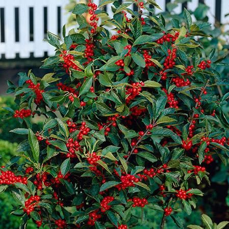 Holly Shrubs – Winter Red Berry Holly Winterberry Bush, Landscape Shrubs, Holly Trees, Garden Wonderland, Holly Holly, Winterberry Holly, Holly Shrub, Heavy Layers, Minnesota Landscaping