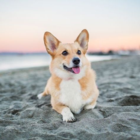 Both the Cardigan Welsh Corgi and the Pembroke Welsh Corgi have adorably pointy ears and an even more endearing personality. Corgi Wallpaper, Welsh Corgi Pembroke, Smartest Dog Breeds, Dog Pitbull, Dog Breeds Medium, Tibetan Mastiff, Corgi Pembroke, Lion Dog, Popular Dog Breeds