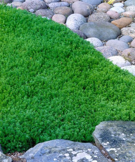 Walkable ground cover plants: 11 path and lawn options | Ground Cover For Vegetable Garden, Clover And Thyme Lawn, Ground Cover To Walk On, Lilyturf Ground Cover, Steppable Ground Cover, Stepable Ground Cover, Shade Ground Cover Walkable, Ground Cover You Can Walk On, Ground Cover For Wet Areas