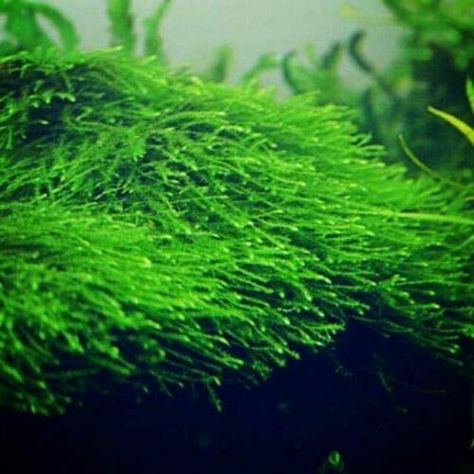 PRICES MAY VARY. LIVE AQUARIUM PLANT - 1 Java Moss (Taxiphyllum Barbieri) golf ball size portion LIVE ARRIVAL GUARANTEE - We guarantee live arrival on all of our livestock. If a plant ever arrives dead send us a clear photo of the plant in the unopened bag and and we will replace once verified. SATISFACTION GUARANTEE - We do our very best to respond fast and ship happy, healthy plants. If you have any questions or concerns please message us we are always happy to help! Care instructions: place m Aquarium Moss, Java Moss, Tanaman Air, Portion Size, Moss Plant, Live Aquarium Plants, Live Aquarium, Showing Livestock, Aquarium Plants