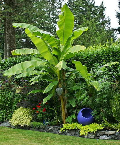 Musa basjoo, Ipomoea, Hakonechloa Musa Basjoo Garden, Banana Trees Landscape, Hardy Tropical Plants, Musa Basjoo, Tropical Backyard Landscaping, Coffee Plants, Tropical Landscape Design, Banana Plant, Tropical Garden Design