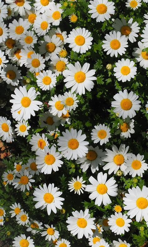 overgrowth daisies living wall wallpaper mural Nature Mural, Kule Ting, Wallpaper Cantik, Daisy Wallpaper, Belle Nature, Flowers Photography Wallpaper, Nothing But Flowers, Cute Flower Wallpapers, Wallpaper Nature Flowers