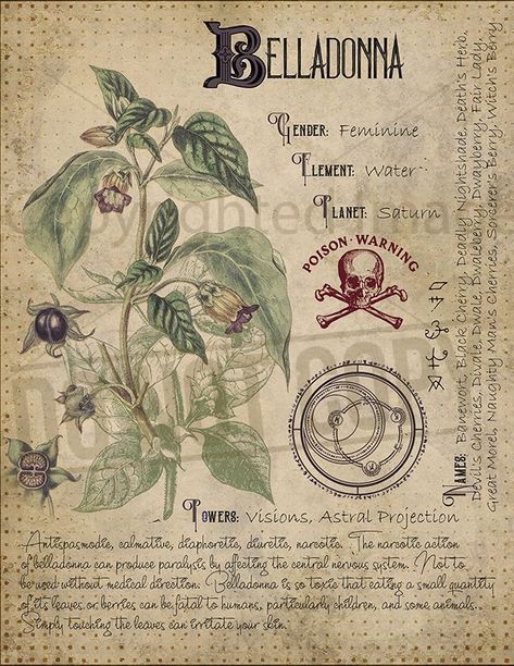 Plants Witchcraft, Herbal Grimoire, Stary Papier, Magickal Herbs, Witch Herbs, Magia Das Ervas, Green Witchcraft, Witchcraft Books, Buku Harry Potter