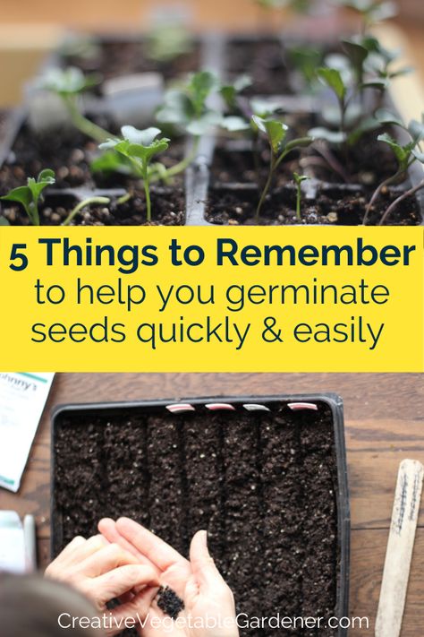 How To Germinate Seeds, How To Germinate Seeds Indoors, Germinating Seeds Indoors, Gardening Kit Gift, Germinate Seeds, Germinating Seeds, Smart Farming, Homey House, Seeds Planting