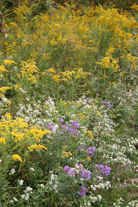 Fall 2012 Ohio Wildflowers  Photo by Lisa Hamill Midwest Wildflowers, Ohio Wildflowers, Fall Flowers To Plant, Ohio Landscape, Adam Tattoo, Fall Wildflowers, Flowers To Plant, Flower Kitchen, Wildflower Photo