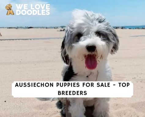 Aussiechon Dog, Aussiechon Puppy, Free Puppies For Adoption Near Me, Boston Terrier Puppies For Sale Near Me, Papillon Puppies For Sale, Whoodle Puppies For Sale, Love Doodles, Puppies For Sale, The United States