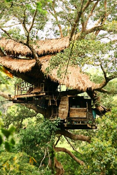 A very romanticTree house / The Green Life <3 Tree House House, Tropical Tree House, Tree House Jungle, Bohemian Treehouse, Tropical Treehouse, Outset Island, Romantic Treehouse, Jungle Treehouse, Simple Tree House