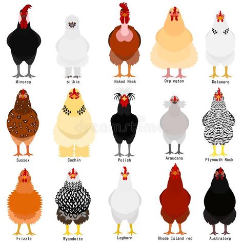 Chicken chart with breeds name. Set of various breeds of chicken on white with b #Sponsored , #Sponsored, #paid, #chart, #white, #chicken, #Chicken Geese Breeds, Chicken Bundles, Chicken Cook, Types Of Chickens, Fancy Chickens, Hatching Chicks, Backyard Chicken Farming, Sheep Breeds, Chicken Lady