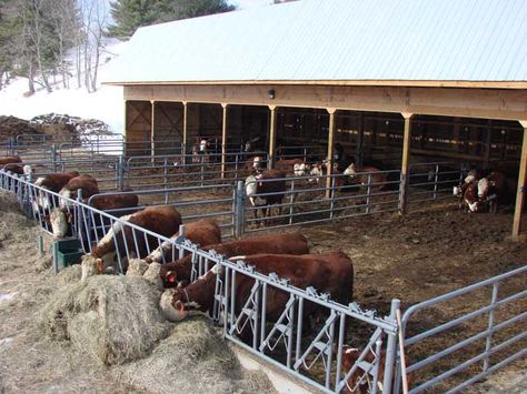 Beef Cattle Barn Design, Cow Pen Ideas, Cattle Ranching Farms, Cow Barn Ideas, Cow Ranch, Cattle Barn Designs, Dairy Cow Breeds, Show Cattle Barn, Cow Shed Design