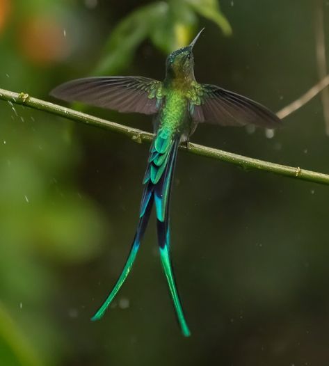 Long-tailed Sylph, Aglaiocercus kingii.  A Long-tailed Sylph spreads its wings in the rain.  These hummingbirds are found in the east slope… Hummingbird Wings, Hummingbirds, In The Rain, The East, Beautiful Birds, The Rain, Spreads, New World, Birds