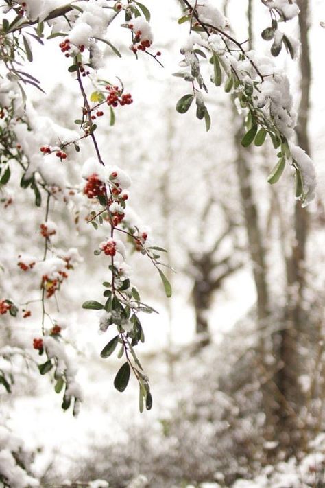 Asthetic Picture Winter, Winter Flowers Aesthetic, Red Winter Aesthetic, Winter Nature Aesthetic, Winter Aesthetic Art, Winter Mood Aesthetic, Invierno Aesthetic, Snowy Background, Christmas Wallpaper Backgrounds