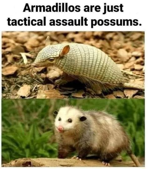 Funny Animal Jokes, Silly Animals, Funny Animal Memes, Animal Jokes, Funny Animal Pictures, Really Funny Memes, Animal Photo, Funny Animal, Cute Little Animals