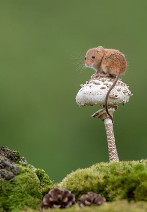 Delightful Photos of Acrobatic Harvest Mice Balancing on Plant Stems Harvest Mice, Field Mice, Watercolour Animals, Harvest Mouse, Photo Animaliere, 웃긴 사진, Animal Photos, Cute Animal Pictures, Rodents