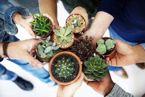 Premium image by rawpixel.com Feng Shui Indoor Plants, Plant Swap, Growing Vegetables Indoors, Cactus Arrangement, Hanging Plants Diy, Swap Party, Zebra Plant, Easy Vegetables To Grow, Small Cactus