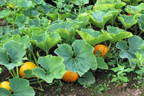 Pumpkin Plant, Pumpkin Tree, Pumpkin Vine, Planting Pumpkins, Pumpkin Garden, Giant Pumpkin, Growing Pumpkins, Gold Pumpkins, Pumpkin Leaves