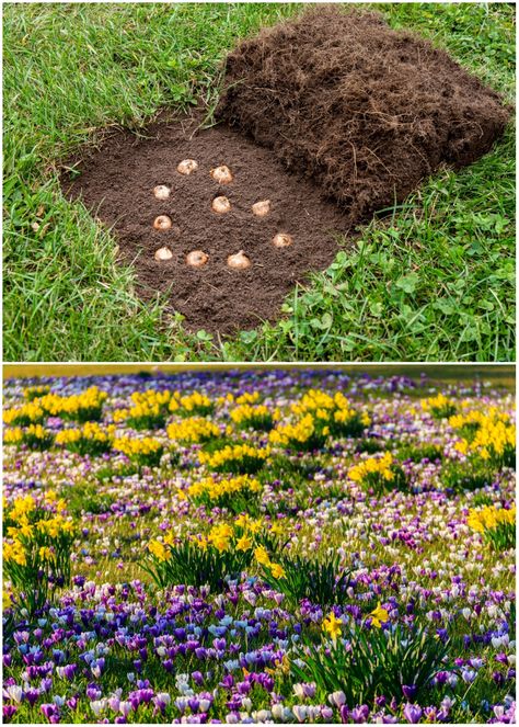 Enjoy a carpet of early spring blooming flowers by planting bulbs in your lawn in fall. How To Plant Bulbs In The Ground, Best Bulbs To Plant In The Fall, Planting Spring Bulbs In Fall, Spring Bulbs Garden Flower Beds, Bulb Planting Design, Bulb Planting Ideas, Flower Border Garden, Spring Bulbs In Containers, Flower Bulb Garden