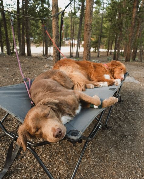 I miss the pupperonis. I can finally share photos from our camping trip to Twin Lakes ft. the @littohowler new new 👀 Love the versatility of the Kobe leash option. When we’re at a campsite that requires leashed dogs we clip our retired ranger green leash to hammock straps and unclip the handles from the dogs leashes to make a camp line. Featured: Kobe leashes in ranger green, plumeria, and prickly pear Camping Dogs, Camping With Dogs, Traveling With Pets, Adventure Dog, Camping Dog, Dog Camping Aesthetic, Camping With A Dog, Backpacking With Dogs, Dog Hiking