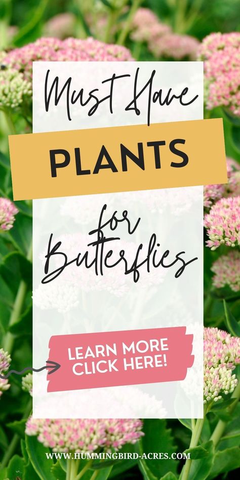 Turn your garden into a butterfly paradise by planting the perfect selection of plants! Make sure your butterfly garden is full of vibrant colors, nectar-rich flowers, and plenty of foliage. Start stocking up now and you’ll be enjoying butterflies fluttering around in no time! Click here to find out what plants are best for attracting butterflies. Magical Butterfly, White Flowering Plants, Attracting Butterflies, Butterfly Garden Plants, Plants That Attract Butterflies, Butterfly Gardens, Partial Shade Plants, Full Sun Plants, Butterfly Bush