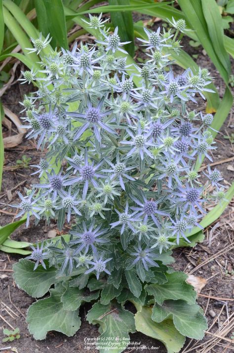 Photo of Sea Holly (Eryngium planum 'Blue Hobbit') uploaded by Anne Eryngium Planum, Holly Flower, Holly Plant, Garden Flowers Perennials, Seaside Garden, Flower Identification, Drought Tolerant Landscape, Sea Holly, Backyard Plants