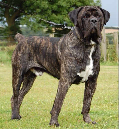 Tigrato brindle Cane Corso Italian mastiff. Brindle Cane Corso, Chien Cane Corso, English Mastiff Dog, Mastiff Dog Breeds, English Mastiff Puppies, Pet Anime, Cane Corso Mastiff, Mastiff Breeds, Giant Dog Breeds