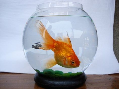 A goldfish kept in a bowl like this is doomed! Aquarium Aesthetic, Sustained Investigation, Max Headroom, Plant Display Ideas, Fish Bowls, Goldfish Bowl, Guppy Fish, Beta Fish, Men Faces