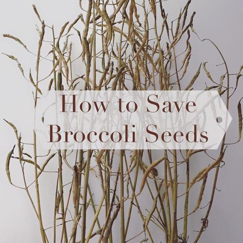 How to save broccoli seeds and do a seed germination test Saving Broccoli Seeds, How To Harvest Broccoli, Harvesting Broccoli, Harvesting Seeds, Growing Broccoli, Vegetables Garden, Broccoli Seeds, Gardening Vegetables, Homestead Gardens