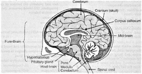 Draw a well- labelled diagram of human brain. Which is the main thinking part of brain ? - Sarthaks eConnect | Largest Online Education Community Brain Drawing And Parts, Brain Parts Drawing, Labelled Diagram Of Brain, Brain Diagram Drawing, Diagram Of The Brain, Brain Drawings, Human Brain Drawing, Mtn Logo, Part Of Brain