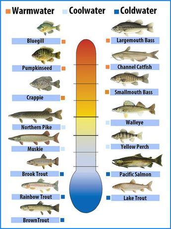 Cold Water Fish, Fish Chart, Channel Catfish, Fishing Basics, Bass Fishing Tips, Fishing Rigs, Crappie Fishing, Fishing Techniques, Types Of Fish