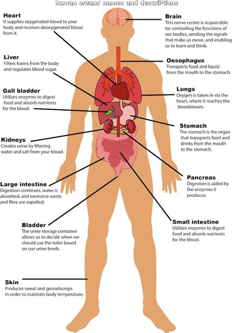 Parts of the Body Labelling Activity Human Anatomy Education - Etsy Canada Organs In The Body Diagram, Human Body All Organs, Organs In Body, Organ Placement Human, Body Diagram Drawing, Body Diagram Anatomy, Organs Of The Body Anatomy, Human Body Anatomy Drawing, Organ Diagram