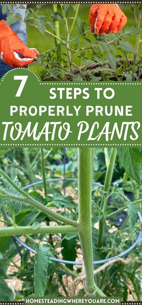 How To Care For Tomato Plants Tips, How To Keep Tomato Plants From Falling, Tomatoe Plants Care, Tomato Pruning Tips, Tomato Plant Care Tips, Prune Tomato Plants How To, How To Plant Tomatoes Raised Beds, How To Prune Tomatoes For Maximum Yield, How To Care For Tomato Plants