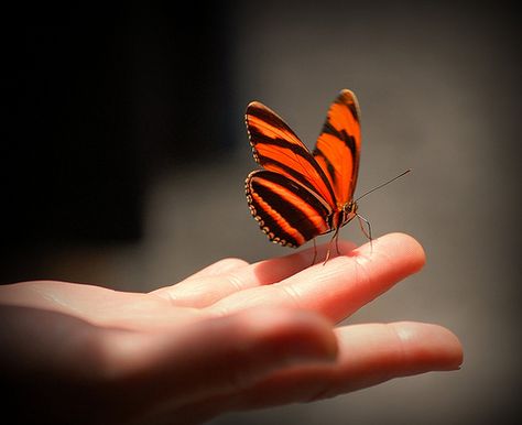 The Butterfly Touch by GlossyEye., via Flickr Profile Picture Images, غلاف الكتاب, Hand Photography, Butterfly Kisses, Cute Butterfly, Tiger Stripes, Butterfly Wallpaper, Beautiful Butterflies, Beautiful Creatures