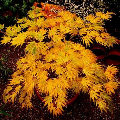 japanese varieties dwarf maple tree garden design ideas Japanese Maple Varieties, Japanese Maple Garden, Tree Garden Design, Japanese Maples, Maple Trees, Japanese Maple Tree, Asian Garden, Japanese Garden Design, Specimen Trees