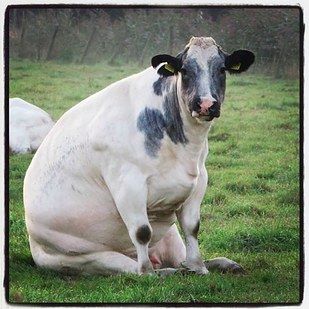 And now look at this one. | Here Are Some Adorable Cows Sitting Like Dogs Cows Sitting, Cow Sitting, Cow, Memes, Dogs, Animals