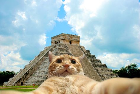 Mexico Funny, Travel In Mexico, Hilarious Cats, Cheezburger Cat, Cat Selfie, Cat Post, Image Chat, Facebook App, Cat Travel