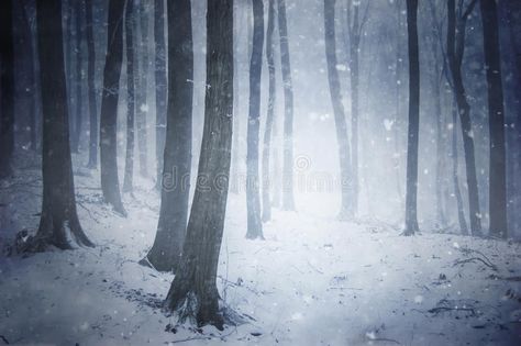 Storm Forest, Organization Templates, Wind Blowing, Snow Falling, Snow Forest, Church Pictures, Cover Templates, Forest Photos, Seamless Backdrop