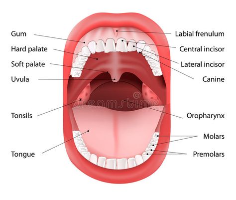 Human Mouth anatomy. Parts of Human mouth. Open mouth and white healthy teeth. V , #sponsored, #Parts, #mouth, #Open, #Human, #Mouth #ad Teeth Diagram, Mouth Anatomy, Human Mouth, Sistem Pencernaan, Soft Palate, Snoring Remedies, Stop Snoring, Reflexology Chart, How To Stop Snoring