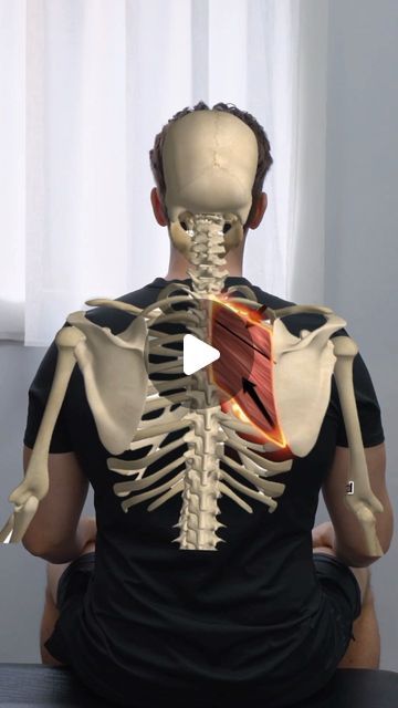 Andrew Harkin. Osteopath on Instagram: "PAIN BETWEEN SHOULDER BLADES? 🔥  Pain felt between shoulder blades in the Rhomboid muscle is extremely common, and here are a couple of exercises to help overcome it 👌🏼  The first exercise is a nice stretch to target the area and spread the shoulder blades, you should really feel it open up your Rhomboids and rib cage 🙌🏽  Chin tucks can help strengthen the deep neck muscles and reduce compression on nerves that travel into your upper back and shoulder, which often cause this pain 💪🏼  Save this post and work on this routine daily to help improve that nagging pain ❤️" Stretches For Shoulder And Neck Pain, Shoulder Blade Pain Relief, Pinched Nerve In Shoulder, Rhomboid Muscle, Rhomboid Stretch, Rhomboid Exercises, Pinched Nerve Relief, Pain Between Shoulder Blades, Shoulder Blade Muscles