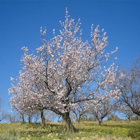 Almond Plant, Flowering Almond, Tree Buds, California Backyard, Almond Flower, California Almonds, End Of Spring, Edible Seeds, Almond Tree