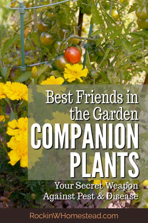 Plants That Go Together Gardens, Garden Design Vegetable Layout, Compatible Plants Companion Gardening, Garden What To Plant Together, Compatible Vegetable Planting, Pretty Veggie Garden, Best Starter Garden Plants, 3 Sister Companion Planting, Planting Companions Chart