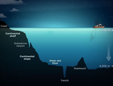 Chemistry Facts, Geography Vocabulary, Human Perspective, Ocean Zones, Earth Science Lessons, Sailing Lessons, Ocean Ecosystem, Ocean Projects, Continental Shelf