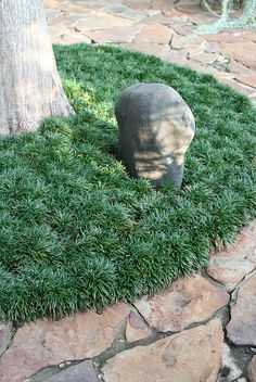 dwarf mondo grass.....Nice uniform,clean look.. Maybe around the roses? Ophiopogon Japonicus, Monkey Grass, Evergreen Groundcover, Types Of Grass, Low Maintenance Landscaping, Ground Cover Plants, Low Maintenance Garden, Ornamental Grasses, Ground Cover