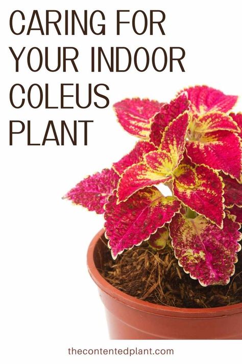 caring for your indoor coleus plant-pin image Coleus Plants Care, Coleus Care, Coleus Plants, Coleus Plant, Plants Care, Plant Indoor, Indoor Plant Care, Inside Plants, All About Plants