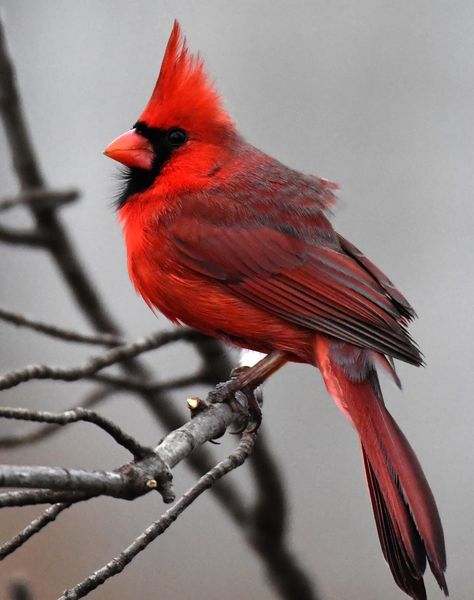 Winter Cardinal Photography, Cardinal Bird Photography, Grapevine Tattoo, Cardinal Photography, Cardinal Photo, Cardinal In Winter, Bird Parakeet, Backyard Photography, Cardinal Birds Art