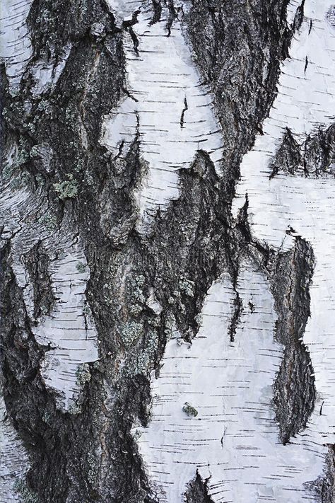 Tree Photography, Birch Bark, Tree Bark, Birch Tree, Single Image, Tree Of Life, Stock Images Free, Art Projects, Royalty