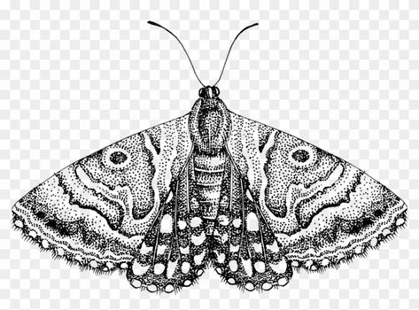 Moths Black And White, Black And White Moth, Moth Png, White Png Transparent, Black And White Png, Moth Illustration, Tattoo Animal, White Png, Png Free Download