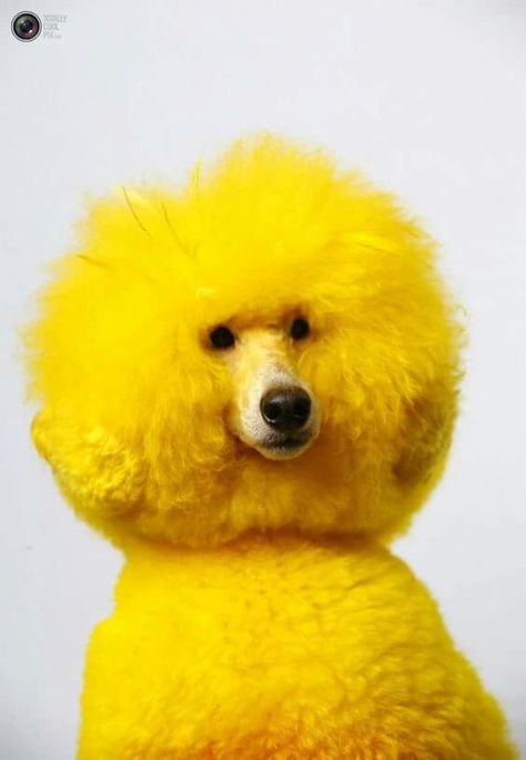 Yellow Love My Dog, Miniature Poodle, Rhodesian Ridgeback, Poodle Puppy, Standard Poodle, Big Bird, Poodle Dog, Yellow Aesthetic, Oui Oui